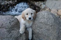 Dusty, a male Golden Retriever for sale in Holmesville, OH – 5 of 5