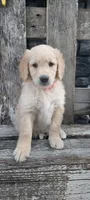 Rosie , a female Goldendoodle and Golden Retriever for sale in Holmesville, OH – 4 of 4