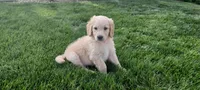 Daisy , a female Goldendoodle and Golden Retriever for sale in Holmesville, OH – 4 of 7