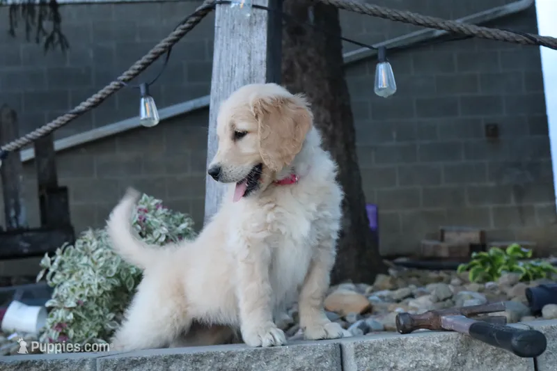 Rosie – Goldendoodle, Golden Retriever puppy for sale in Holmesville, OH