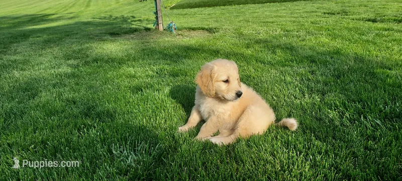 Lily , a female Goldendoodle and Golden Retriever for sale in Holmesville, OH – 1 of 4