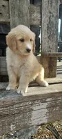 Liam , a male Goldendoodle and Golden Retriever for sale in Holmesville, OH – 7 of 8