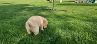 Daisy , a female Goldendoodle and Golden Retriever for sale in Holmesville, OH – 7 of 7