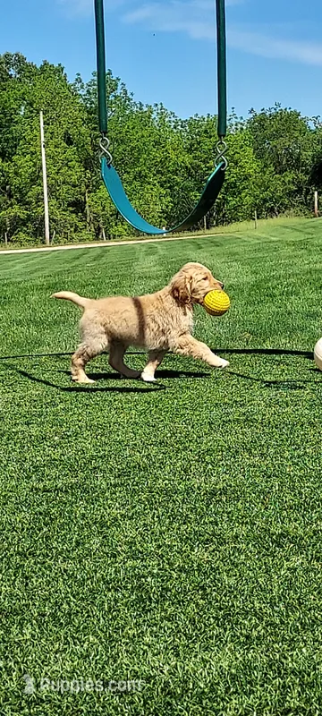 Snickers – Goldendoodle, Golden Retriever puppy for sale in Holmesville, OH
