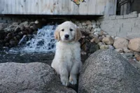 Dusty, a male Golden Retriever for sale in Holmesville, OH – 4 of 5