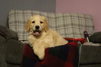 Rover, a male Golden Retriever for sale in Holmesville, OH – 3 of 4