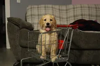 Dusty, a male Golden Retriever for sale in Holmesville, OH – 1 of 5