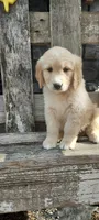 Liam , a male Goldendoodle and Golden Retriever for sale in Holmesville, OH – 6 of 8