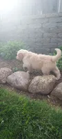 Liam , a male Goldendoodle and Golden Retriever for sale in Holmesville, OH – 5 of 8