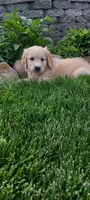 Liam , a male Goldendoodle and Golden Retriever for sale in Holmesville, OH – 2 of 8