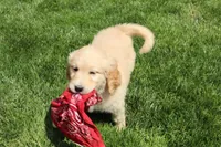 Rover, a male Golden Retriever for sale in Holmesville, OH – 4 of 4