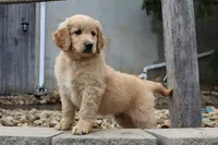 Lucky , a male Goldendoodle and Golden Retriever for sale in Holmesville, OH – 1 of 4