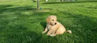 Lucky , a male Golden Retriever for sale in Holmesville, OH – 3 of 3