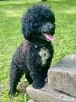 Gretl AKC, a female Poodle - Toy  for sale in Carbondale, IL – 3 of 3