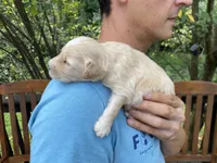 Bosephus, a male Goldendoodle for sale in Carbondale, IL – 5 of 6