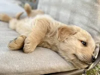 Dobber, a male Golden Retriever for sale in Carbondale, IL – Photo 4 of 6