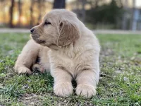 Dobber, a male Golden Retriever for sale in Carbondale, IL – Photo 3 of 6
