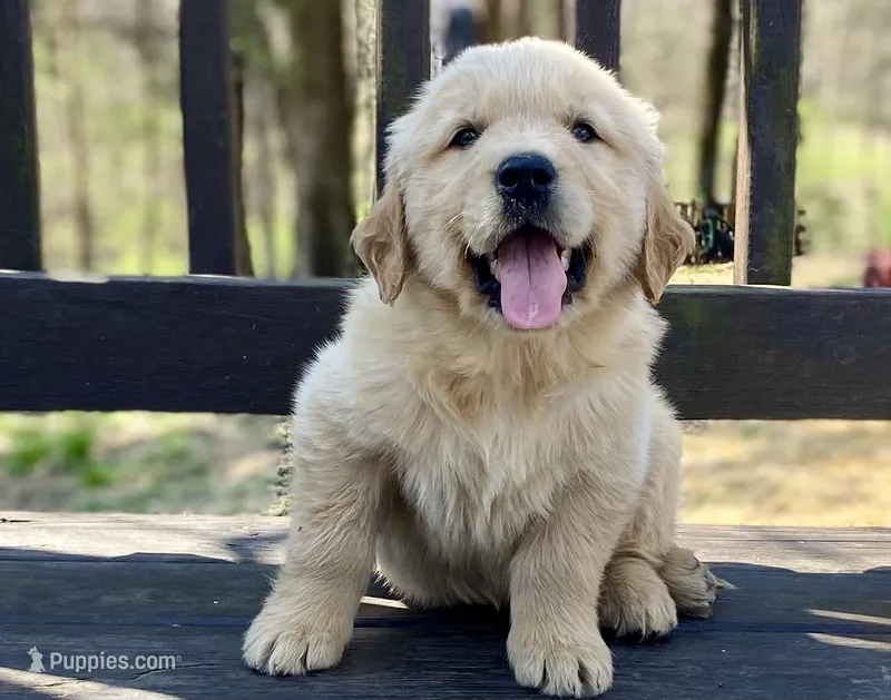 Dobber – Golden Retriever puppy for sale in Carbondale, IL