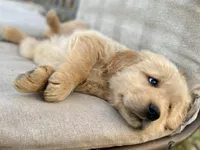 Dobber, a male Golden Retriever for sale in Carbondale, IL – Photo 2 of 6