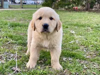 Dobber, a male Golden Retriever for sale in Carbondale, IL – Photo 5 of 6