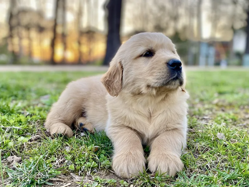 Dobber – Golden Retriever puppy for sale in Carbondale, IL
