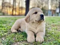 Dobber, a male Golden Retriever for sale in Carbondale, IL – Photo 1 of 6