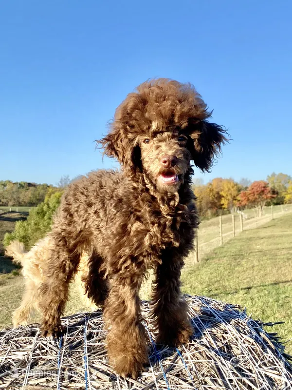 Albert – Poodle - Toy  puppy for sale in Carbondale, IL