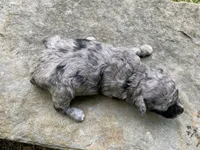 Gaston ( AKC + health guaranteed ), a male Poodle - Toy  for sale in Carbondale, IL – 4 of 4