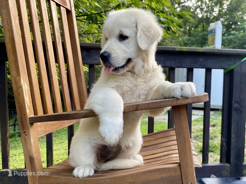 Chloe- health guaranteed  – English Cream Golden Retriever puppy for sale in Carbondale, IL