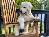 Chloe- health guaranteed , a female English Cream Golden Retriever for sale in Carbondale, IL – 2 of 6