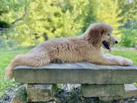 Bosephus ( Beau ), a male Goldendoodle for sale in Carbondale, IL – 5 of 5