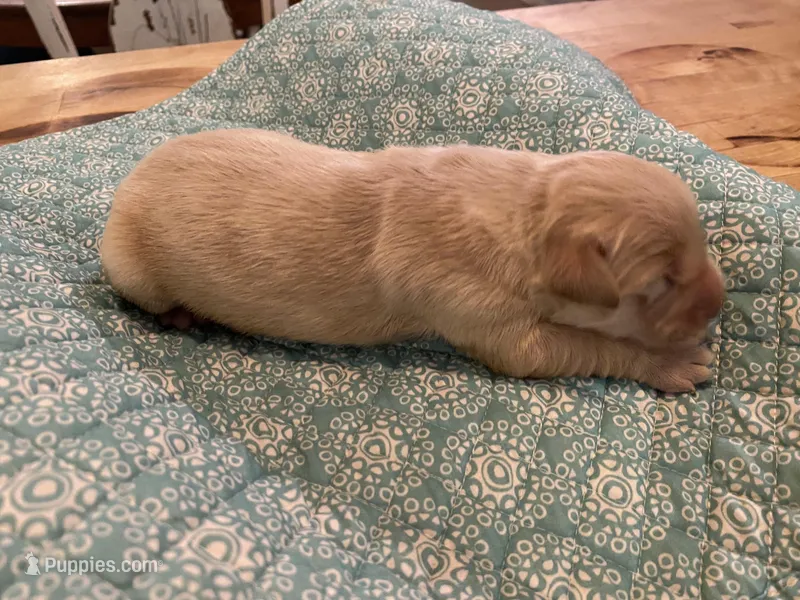 Arielle AKC – Golden Retriever puppy for sale in Carbondale, IL