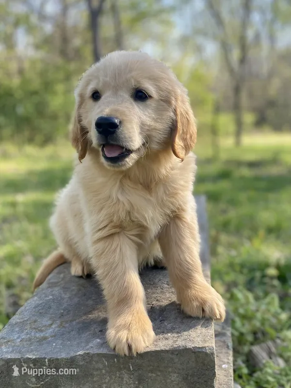 Arielle AKC – Golden Retriever puppy for sale in Carbondale, IL