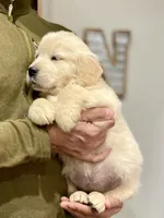 Arielle AKC, a female Golden Retriever for sale in Carbondale, IL – Photo 3 of 6
