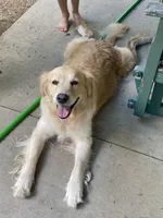 Arielle AKC, a female Golden Retriever for sale in Carbondale, IL – Photo 5 of 6
