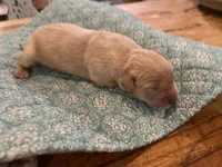 Arielle AKC- health guaranteed , a female Golden Retriever for sale in Carbondale, IL – 6 of 10