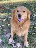 Arielle AKC, a female Golden Retriever for sale in Carbondale, IL – Photo 4 of 6