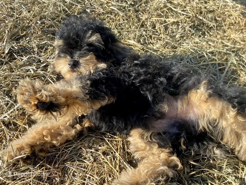 Shadow – Poodle - Toy  puppy for sale in Carbondale, IL