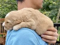Buttercup 🧈 , a female Goldendoodle for sale in Carbondale, IL – 3 of 7