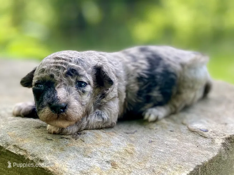 Gaston ( AKC + health guaranteed ) – Poodle - Toy  puppy for sale in Carbondale, IL