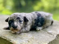 Gaston ( AKC + health guaranteed ), a male Poodle - Toy  for sale in Carbondale, IL – 1 of 4