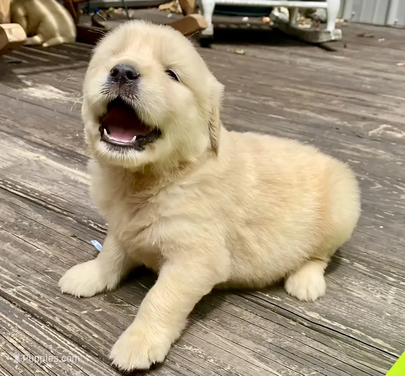 Arielle AKC- health guaranteed , a female Golden Retriever for sale in Carbondale, IL – 1 of 10