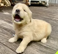 Arielle AKC- health guaranteed , a female Golden Retriever for sale in Carbondale, IL – 1 of 10