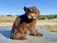 Albert, a male Poodle - Toy  for sale in Carbondale, IL – 3 of 4