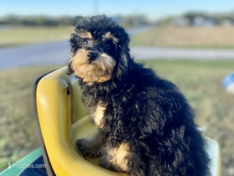 Shadow – Poodle - Toy  puppy for sale in Carbondale, IL