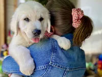 Chloe, a female Golden Retriever for sale in Carbondale, IL – 7 of 7