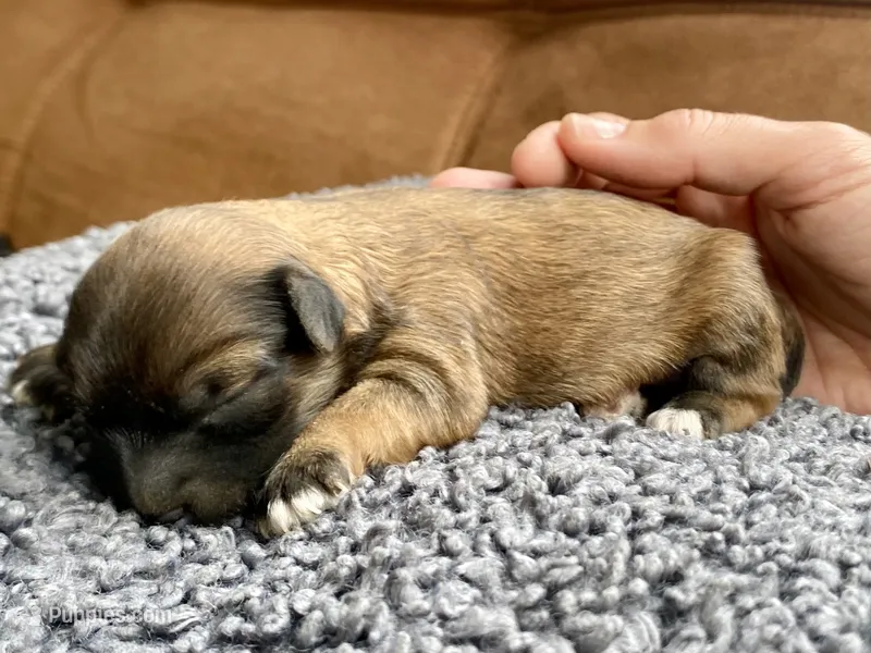 Beatrix F1B – Pomapoo puppy for sale in Carbondale, IL