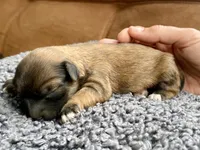 Beatrix F1B, a female Pomapoo for sale in Carbondale, IL – 1 of 8