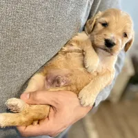 Bosephus , a male Goldendoodle for sale in Carbondale, IL – Photo 2 of 6