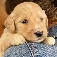 Bosephus , a male Goldendoodle for sale in Carbondale, IL – Photo 1 of 6